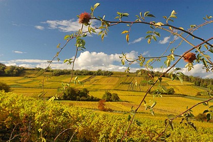 Dorlisheim's vineyard
