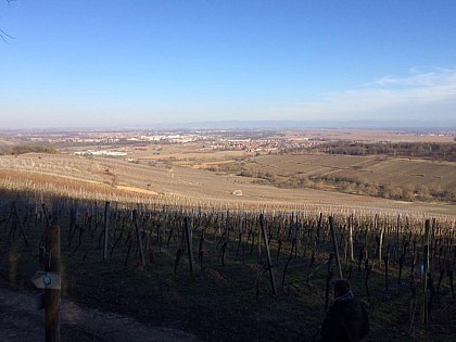 Point de vue sur le vignoble de Dorlisheim