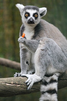Guided tour of the Tropical Zoological Garden