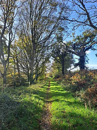 Chemin arboré de Kerjozel
