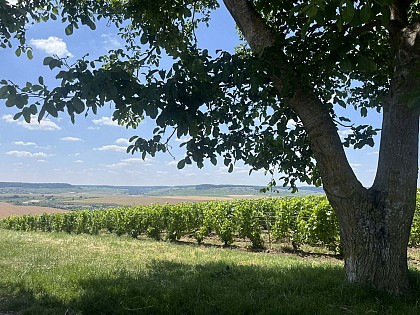 Allée de la Vaute à Epernay