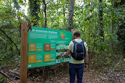 Sentier de l'arbre