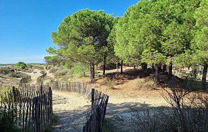 LE BOIS DE LA TAMARISSIÈRE