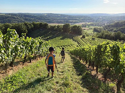 Day trip and tasting in the Cerdon vineyards