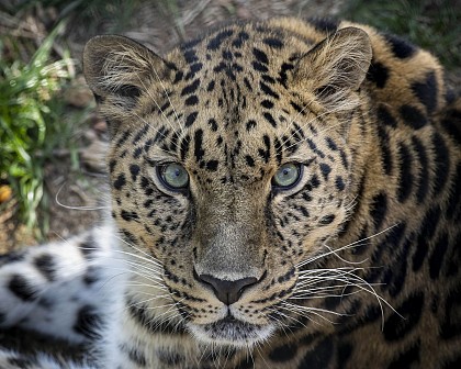 Auvergne Wildlife Park