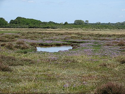 Salt meadows