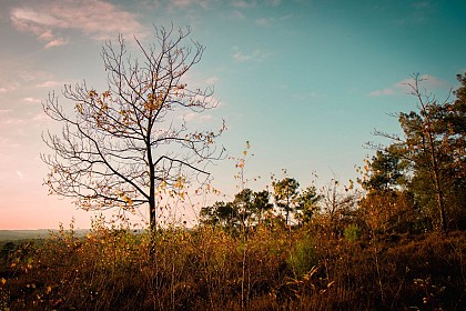 Bois de Bahurel