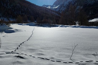 Traces de renard
