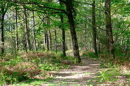 Forêt de Teillay