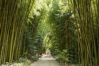 塞文山脉的竹林