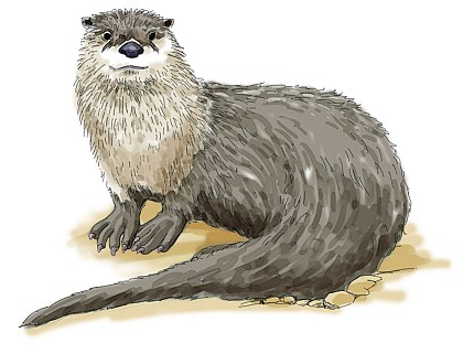 Indices de présence de la faune des volcans : sur les traces de la loutre d'Europe
