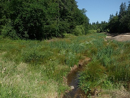 L'ancien étang de Kergoff
