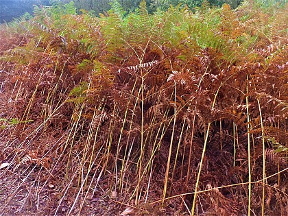 Roscouëdo heathland and woods