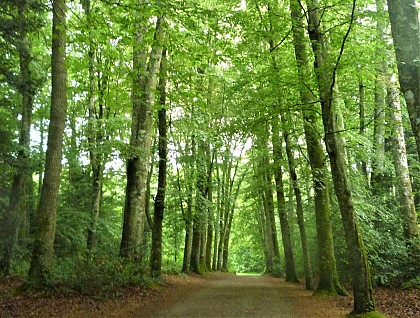 La forêt