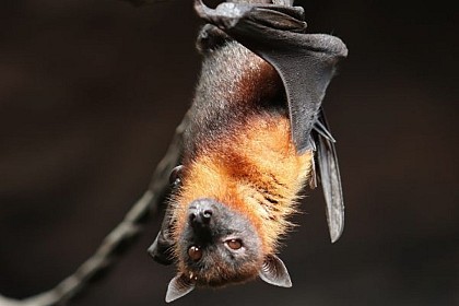 Chauve-souris