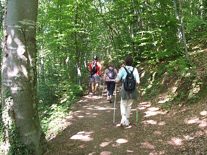 City wood forest