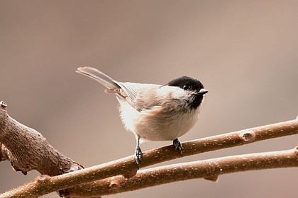 La Mésange nonnette