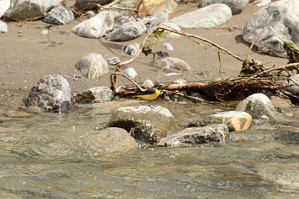 La Bergeronnette des ruisseaux