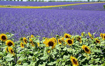 Provence by Flore Tours