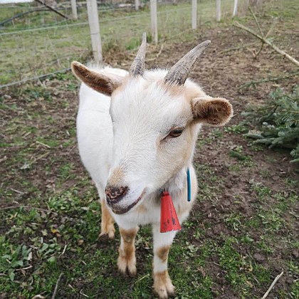Goldilocks Farm
