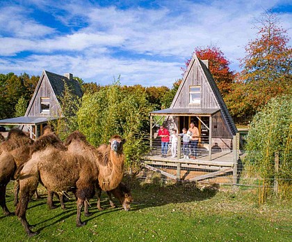 Lodges