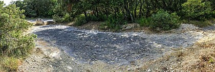 Dalle de Collorgues - Mammal footprints from the Tertiary Era