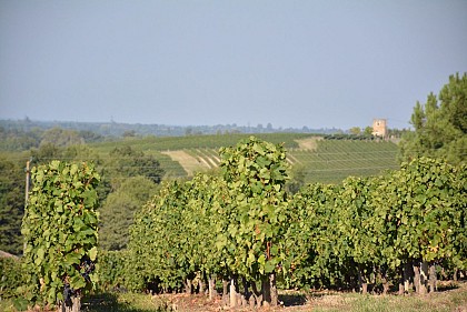 Panorama sur le vignoble La Valade