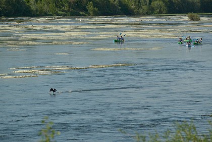 Base de canoë-kayak Pagaies de Loire à Montjean-sur-Loire