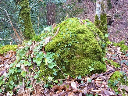 Moss and lichen