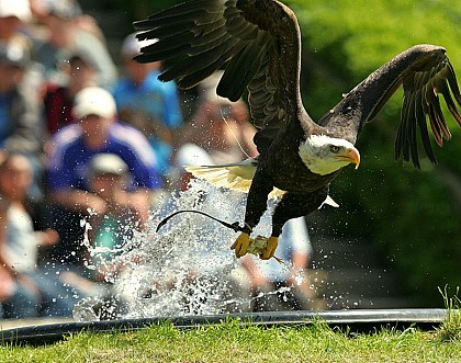 Courzieu park, birds of prey and wolves