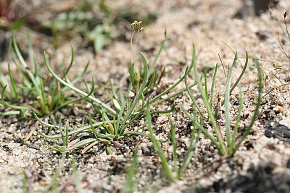 Communautés amphibies en bordure de l'étang de la Grand Rue