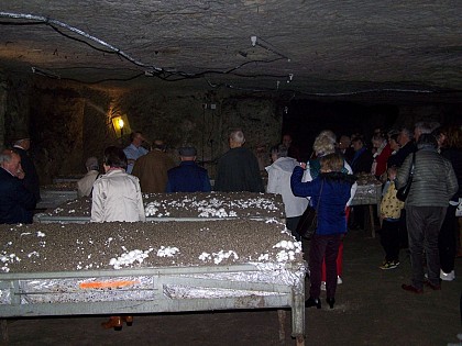 La champignonnière d'Orbec