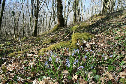 Boisements frais de la Vallée de la Notreure