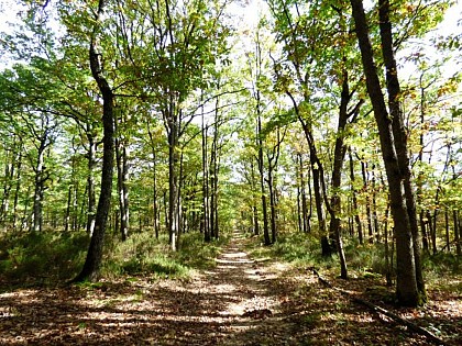 Massif forestier de Choeurs-Bommiers