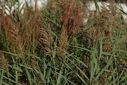 Aperçu floristique de l'étang de la noue Mazone