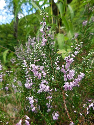 Les landes de la forêt d'Orléans (partie 1)