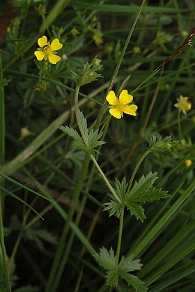 Les landes de la forêt d'Orléans (partie 2)