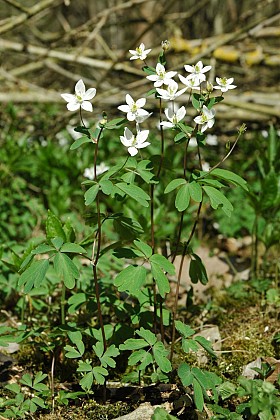 A la rencontre des vernales du Pays-fort