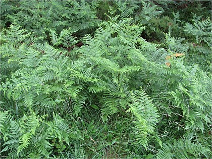 Un peu de botanique en forêt d'Orléans