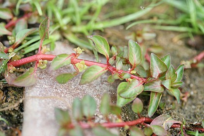 Bords de l'étang des Châteliers