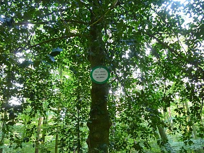 Giant Holly