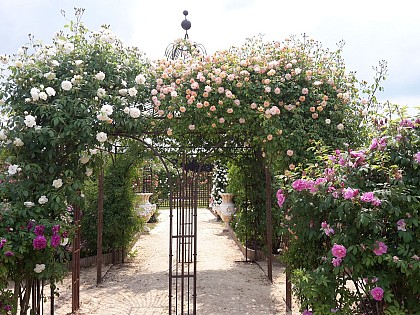 Terre de Rose Distillerie Roseraie