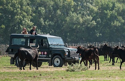 Camargue Autrement -4x4