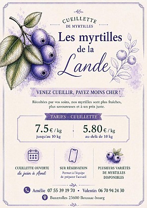 Les myrtilles de la Lande