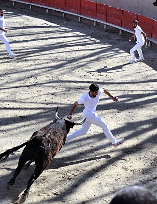 Course camarguaise Trophée des As