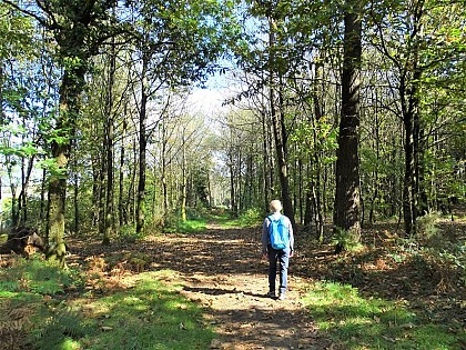 Coët Fao wood