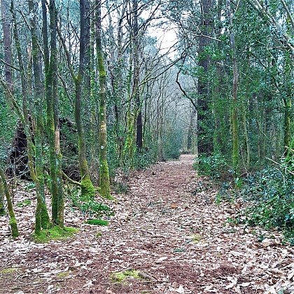 Saint-Sauveur woods