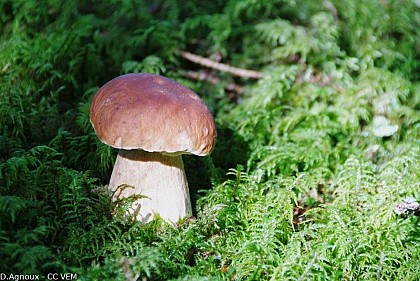 The mushrooms