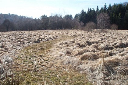 The Rebière-Nègre peat bog