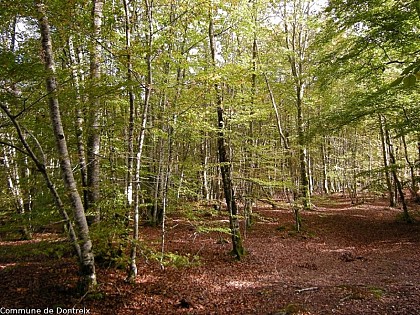 Forêt de Drouille